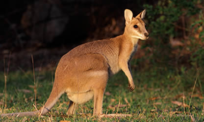 Tour a SUPER AUSTRALIA 2027 en español | Tours a Centroamerica