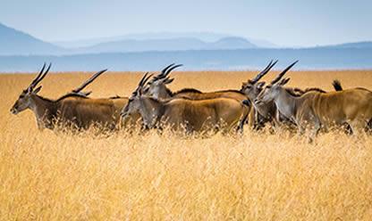 Tour a TIERRAS DE KENIA 2024 en español | Tours a Centroamerica