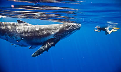 Tour a POLINESIA: TAHITI- BORA BORA 5*: HOTEL CONRAD BORA NUI (4 NOCHES EN HABITACION TROPICAL BEACH VIEW VILLA EN AD) 2026 en español | Tours a Centroamerica